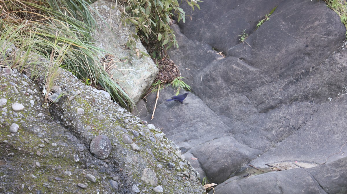 Тайваньская синяя птица - ML621124552