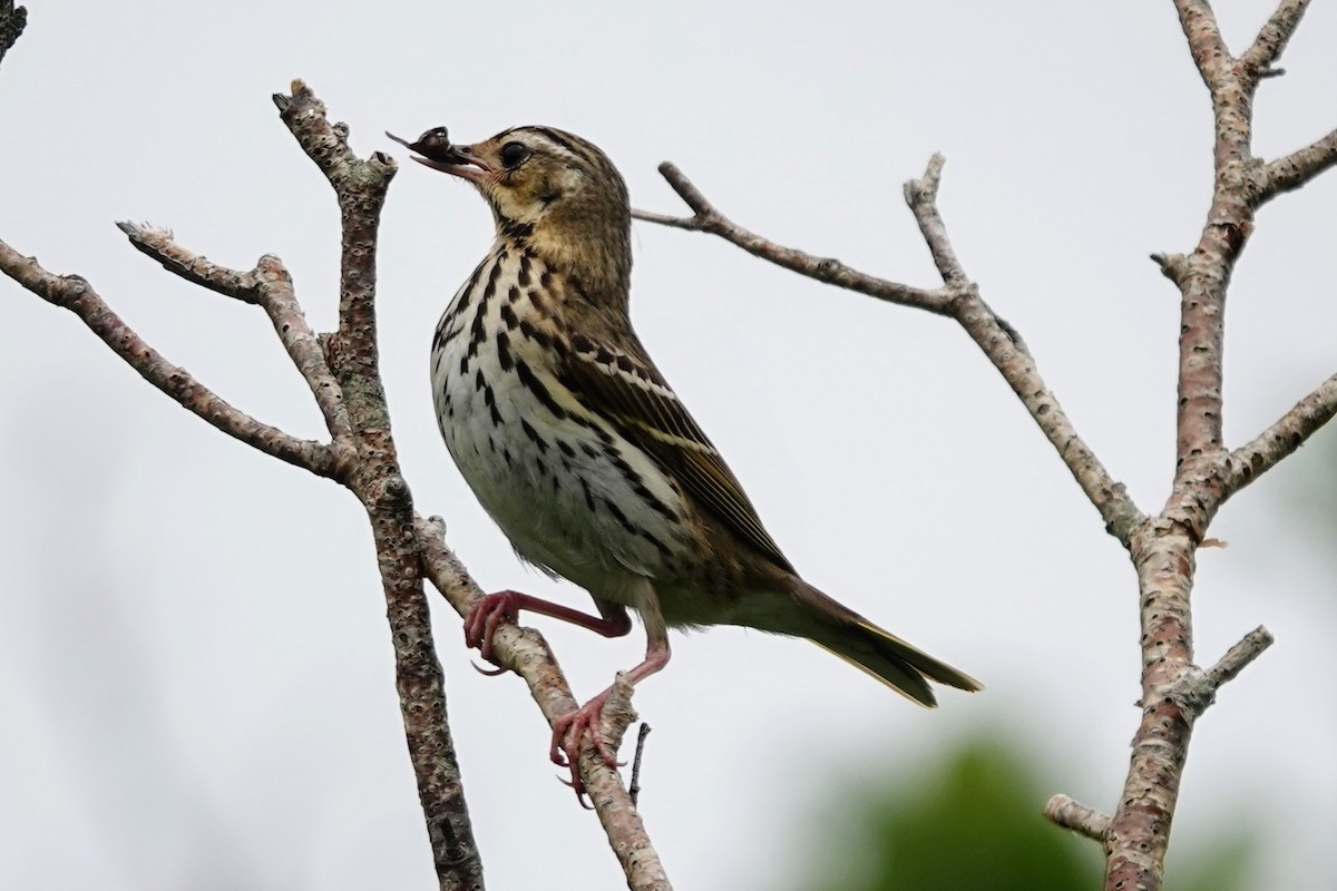 Olive-backed Pipit - ML621124560