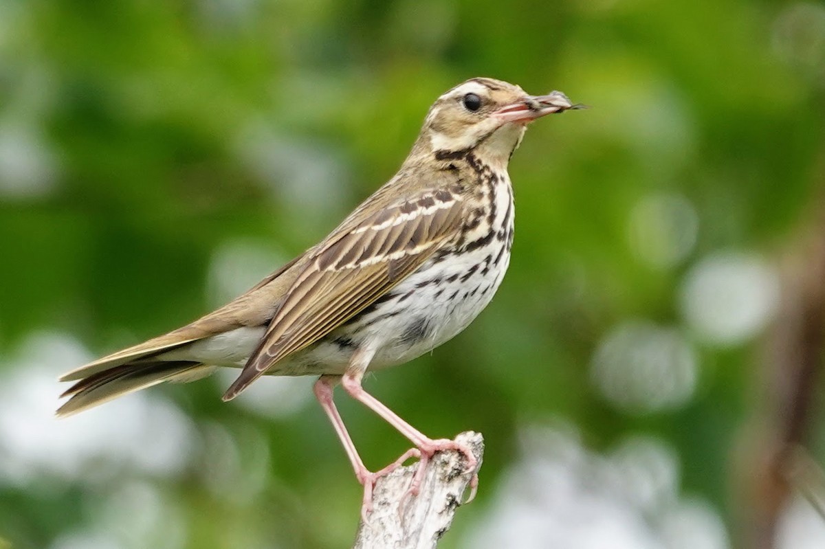Olive-backed Pipit - ML621124561
