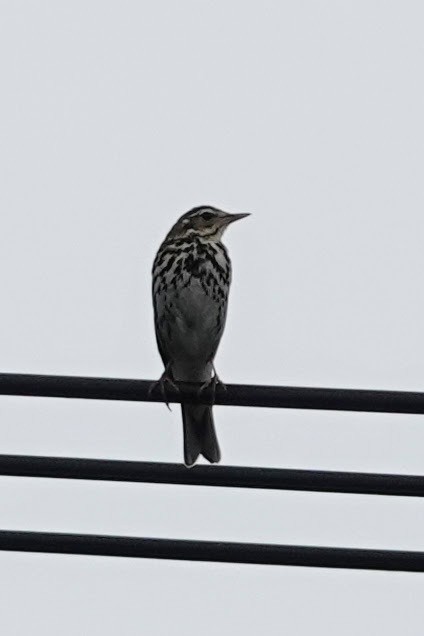 Olive-backed Pipit - ML621124562