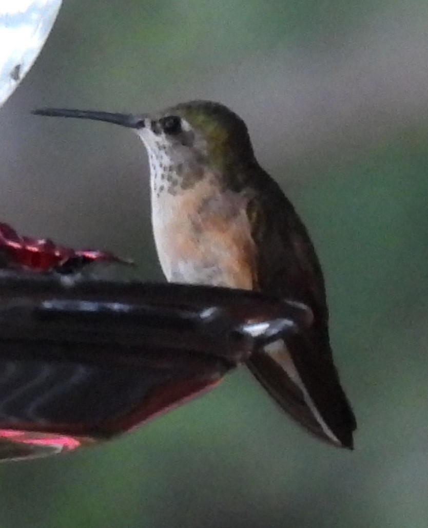 Rufous Hummingbird - Julie Furgason