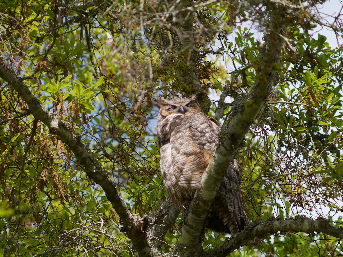 Great Horned Owl - ML621124579