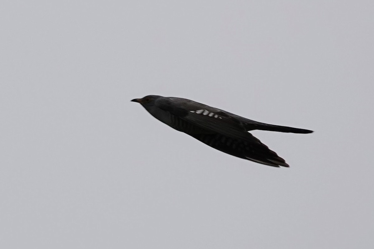 Common Cuckoo - ML621124587
