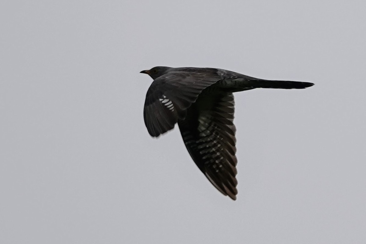 Common Cuckoo - Brecht Caers