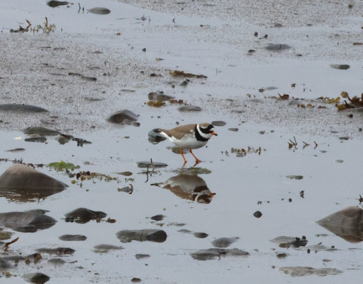 Common Ringed Plover - ML621124623