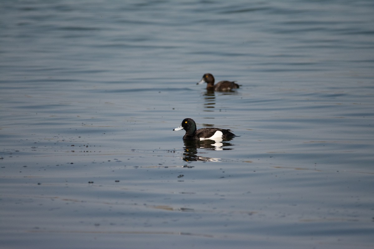 Tufted Duck - ML621124639