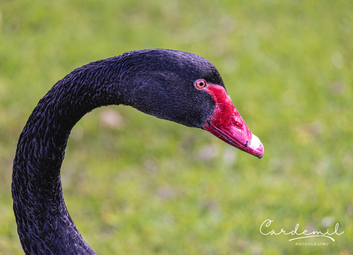 Black Swan - Vanessa Cardemil