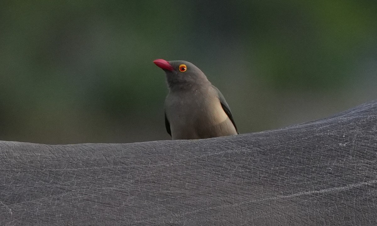 Red-billed Oxpecker - ML621124685