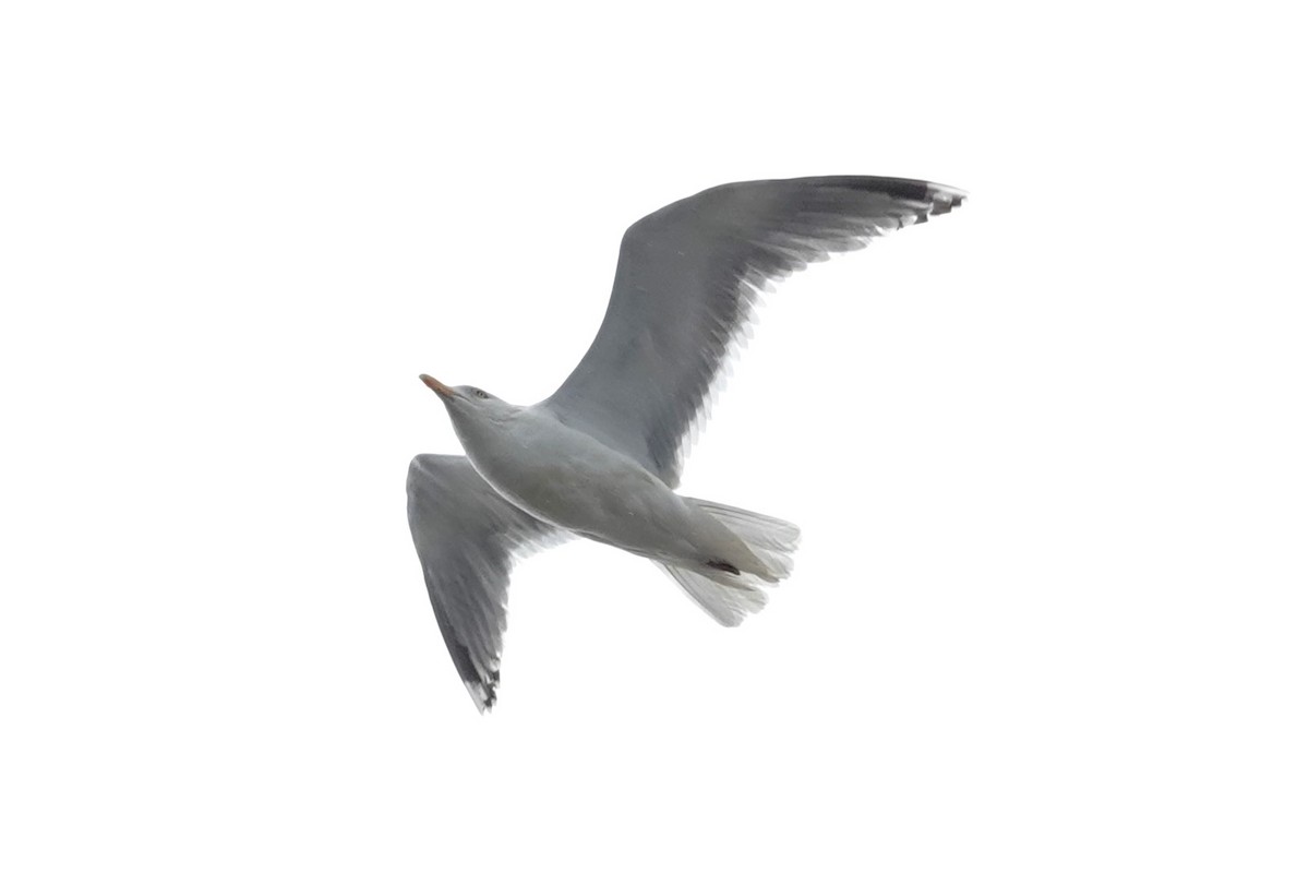 Common Gull - ML621124695