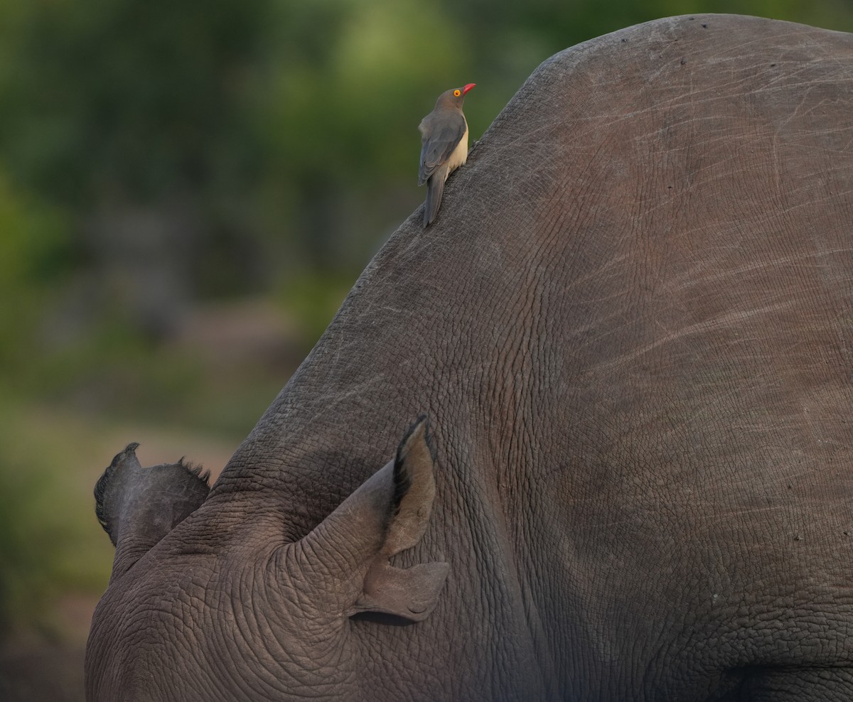 Red-billed Oxpecker - ML621124719