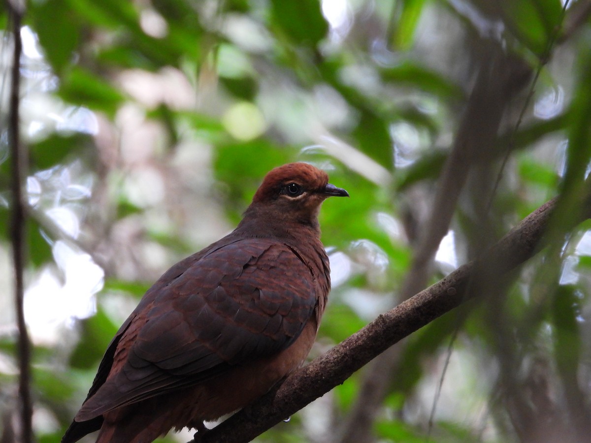 Brown Cuckoo-Dove - ML621124726
