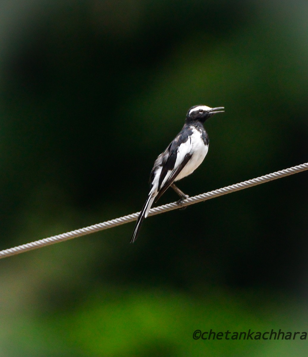 White-browed Wagtail - ML621124757