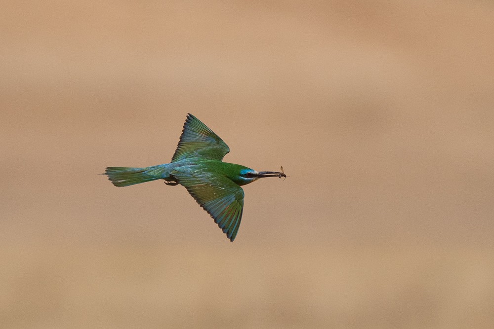 Blue-cheeked Bee-eater - ML621124817
