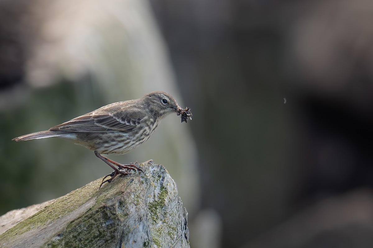 Rock Pipit - ML621124829