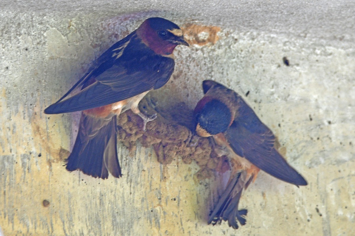 Cliff Swallow - Timothy Carstens