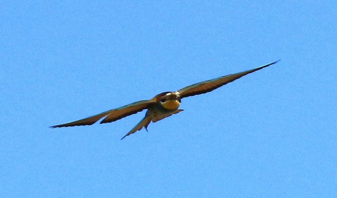 European Bee-eater - ML621124853