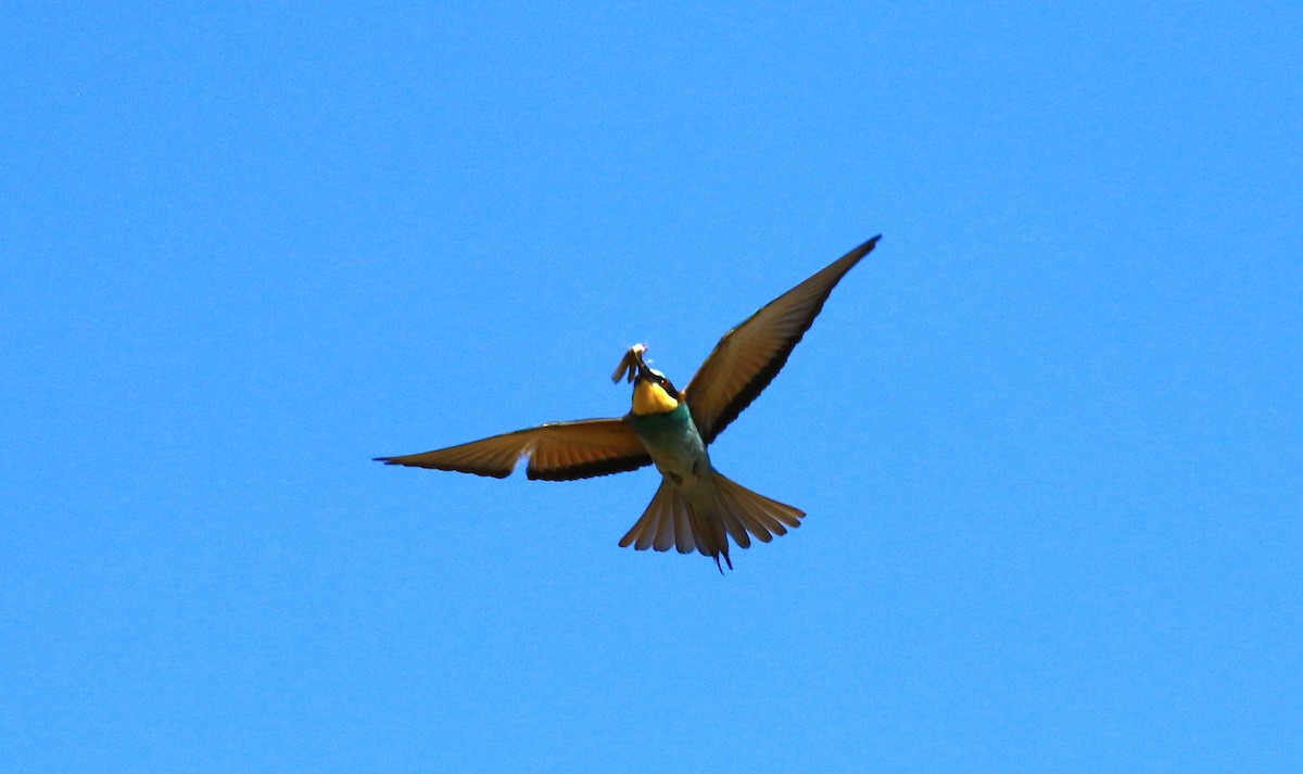 European Bee-eater - ML621124855
