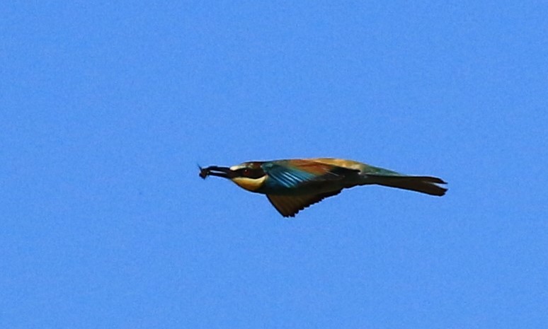 European Bee-eater - ML621124856