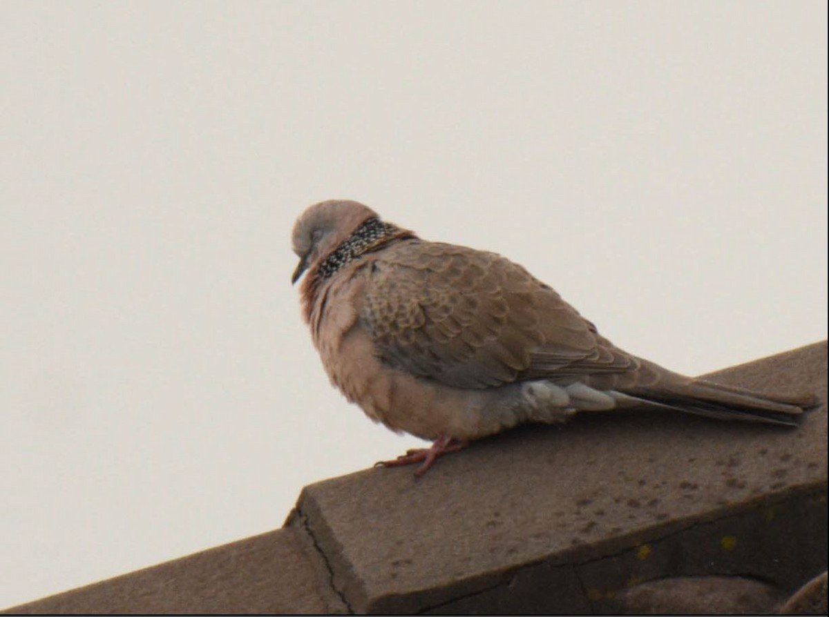 Spotted Dove - ML621124857