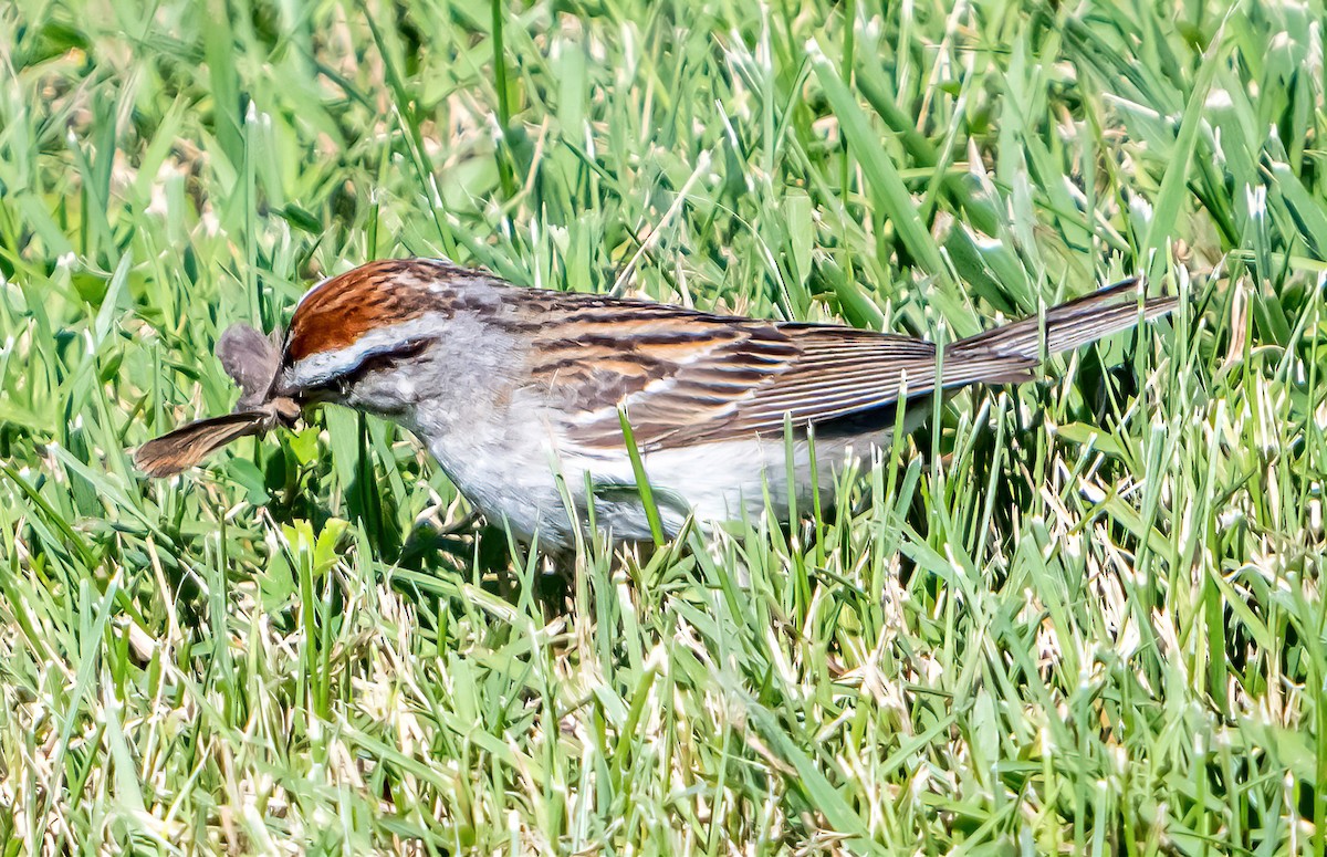 Chipping Sparrow - ML621124858