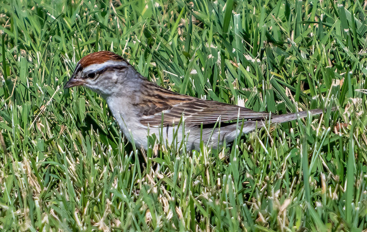 Chipping Sparrow - ML621124859