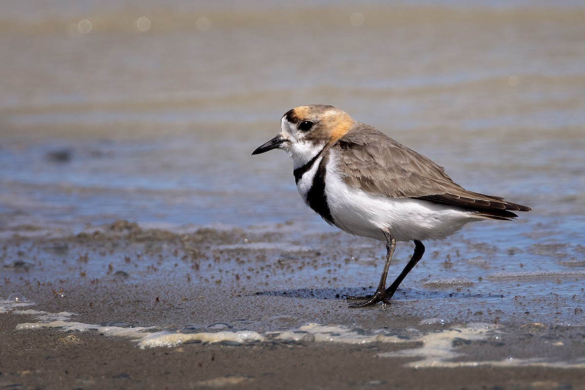 Two-banded Plover - ML621124866