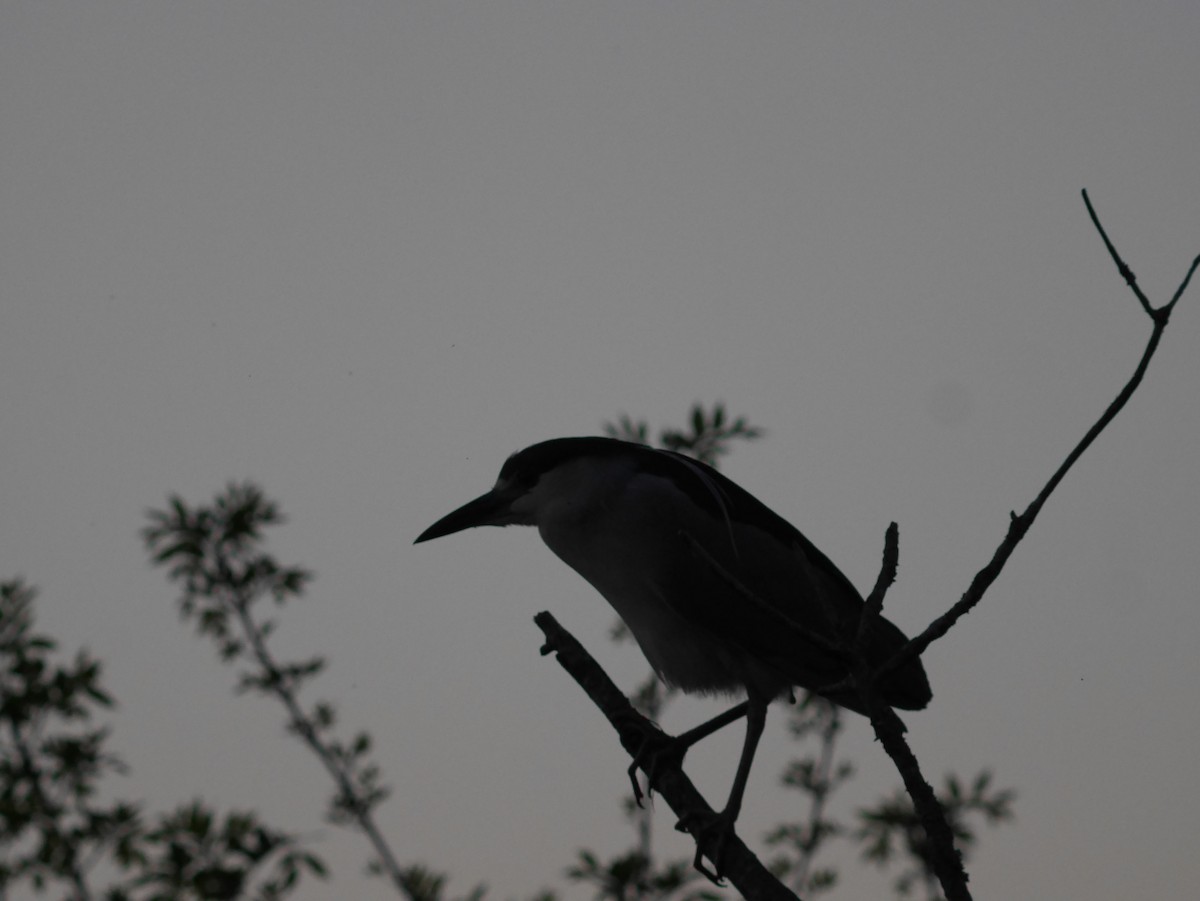 Black-crowned Night Heron - ML621124877