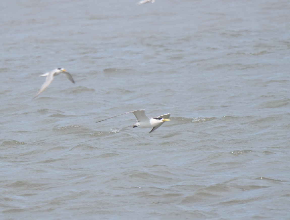 Great Crested Tern - ML621124960
