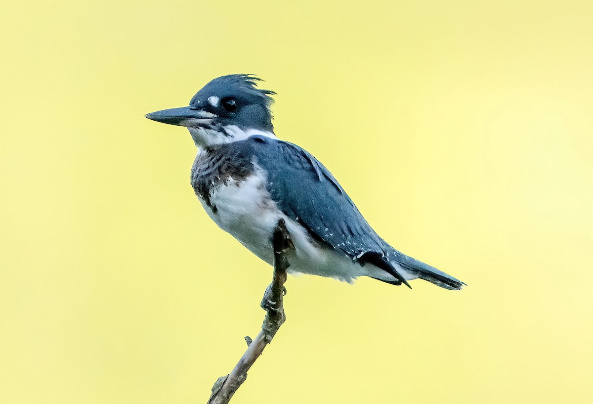Belted Kingfisher - ML621124961
