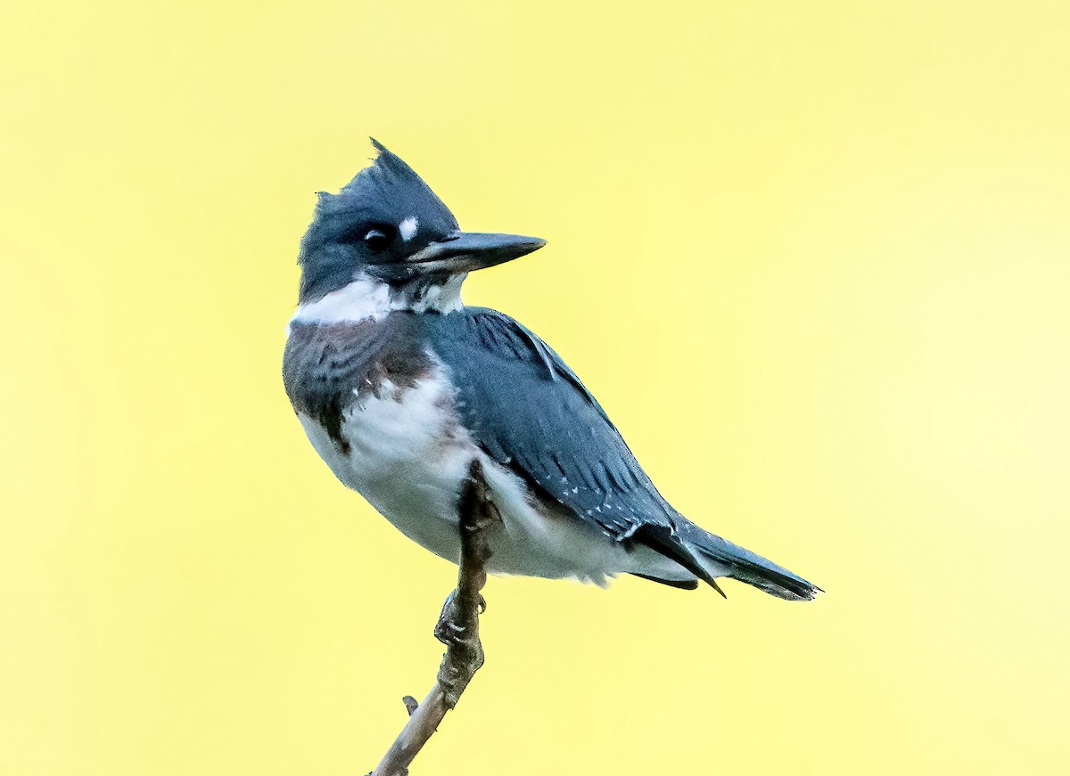 Belted Kingfisher - ML621124962