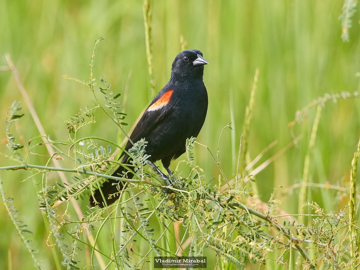 Red-shouldered Blackbird - ML621124973