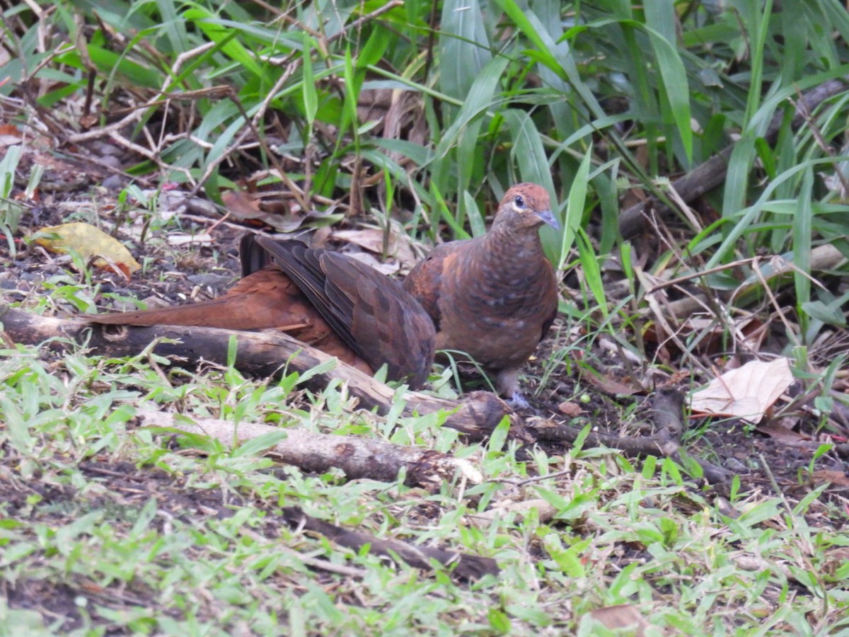 Brown Cuckoo-Dove - ML621124981