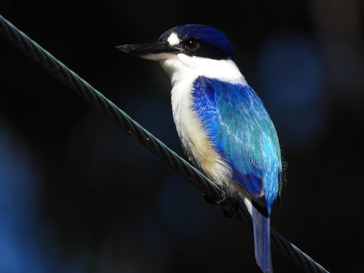 Forest Kingfisher - ML621124993