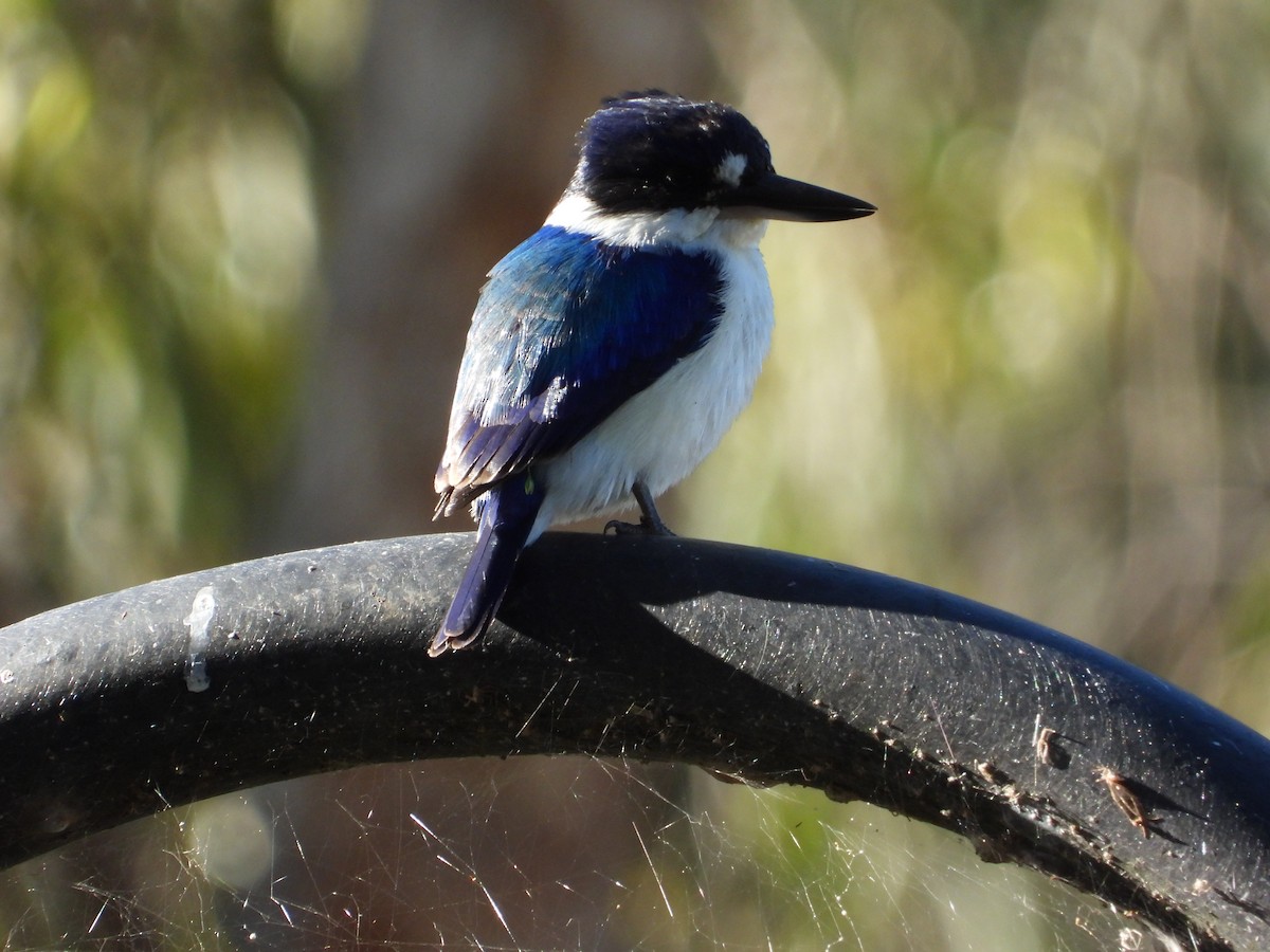 Forest Kingfisher - ML621124994