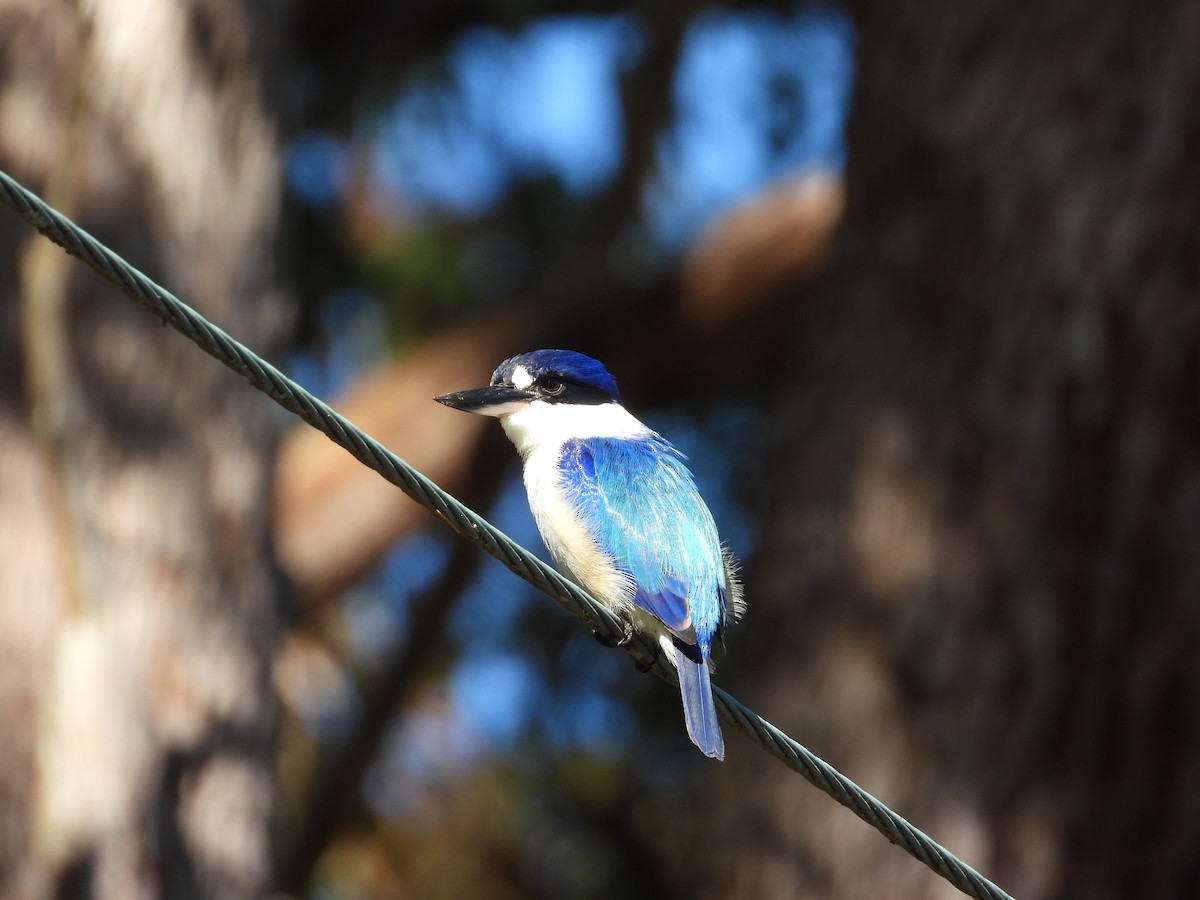 Forest Kingfisher - ML621124995