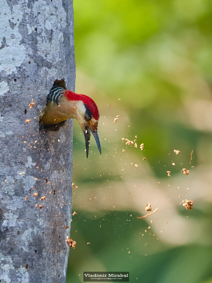 West Indian Woodpecker - ML621125005