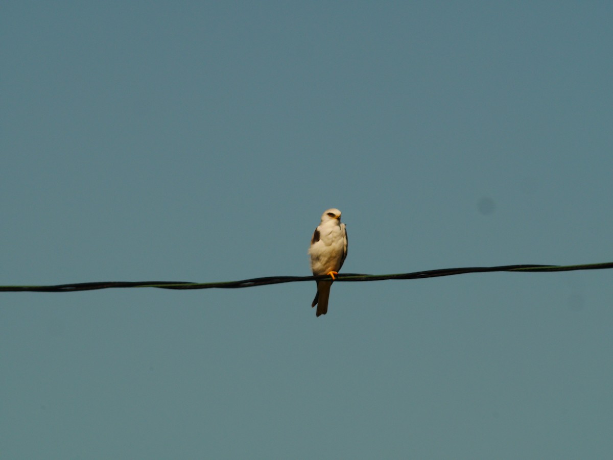 White-tailed Kite - ML621125031