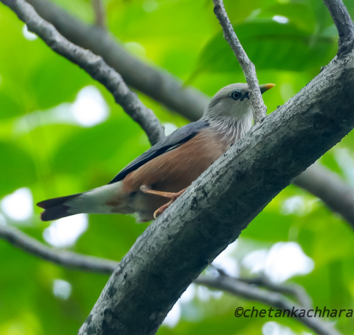 Chestnut-tailed Starling - ML621125043