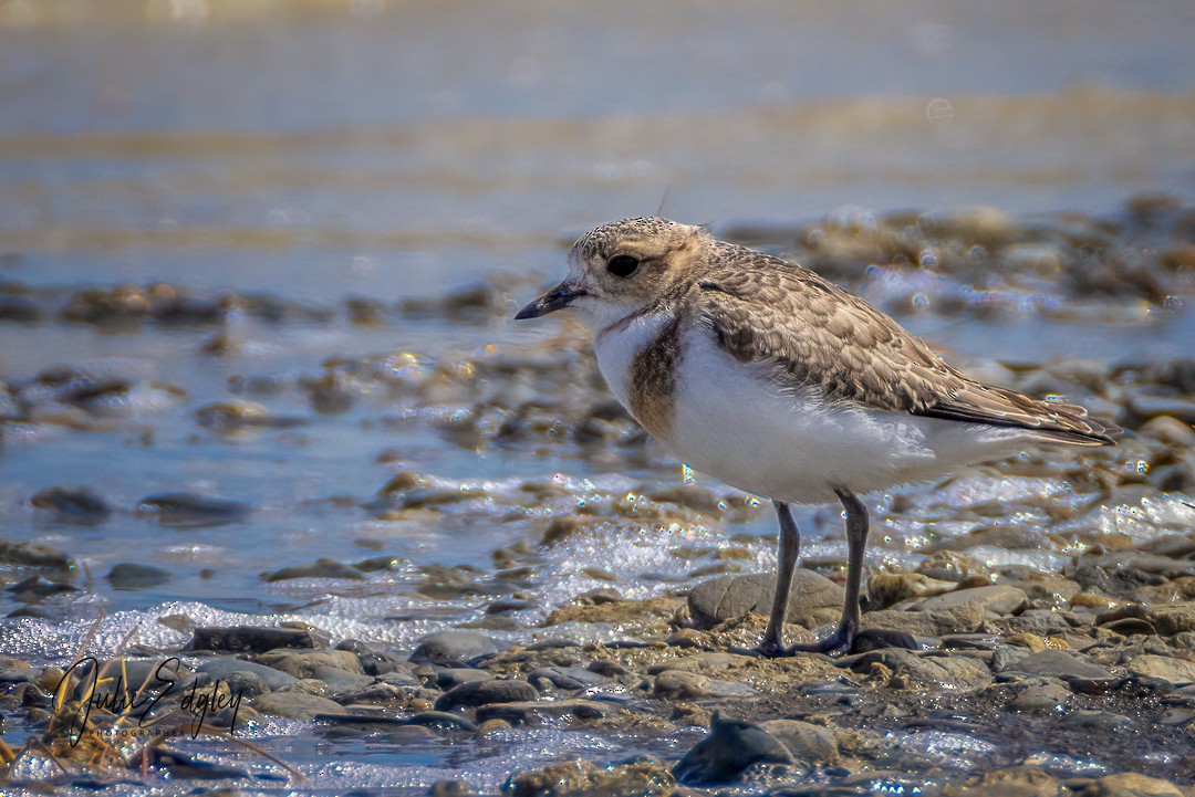 Two-banded Plover - ML621125051