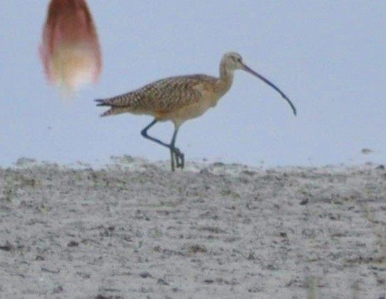 Long-billed Curlew - ML621125067
