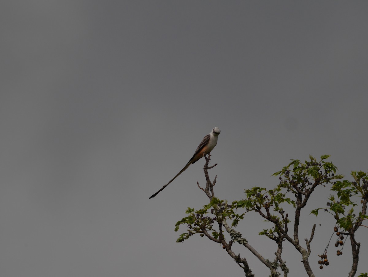 Scissor-tailed Flycatcher - Tom George