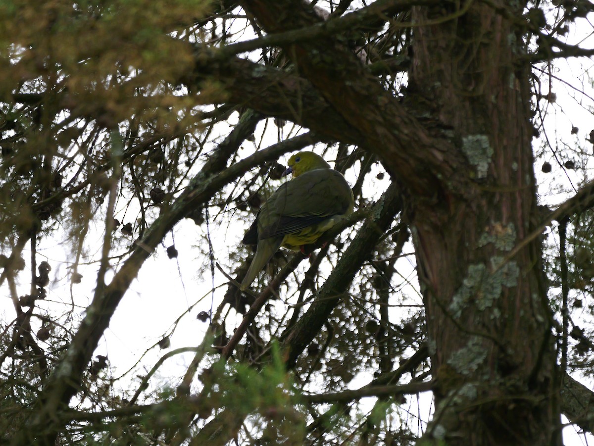 Wedge-tailed Green-Pigeon - ML621125103