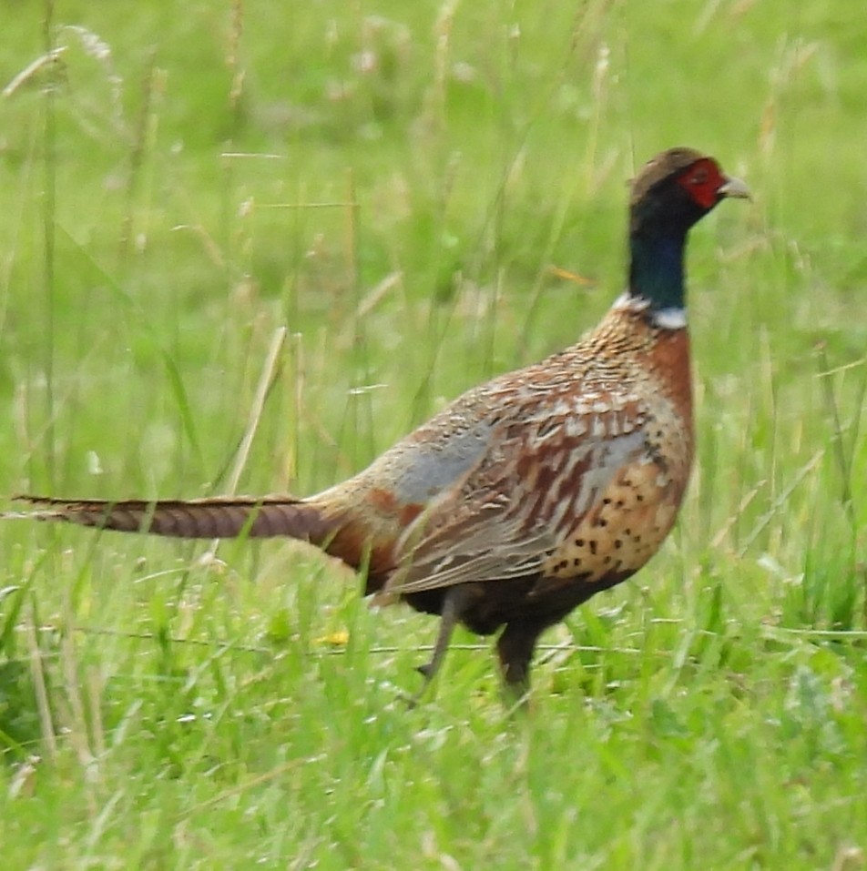 Ring-necked Pheasant - ML621125166