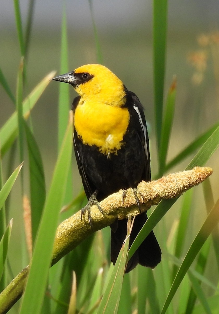 Yellow-headed Blackbird - ML621125223