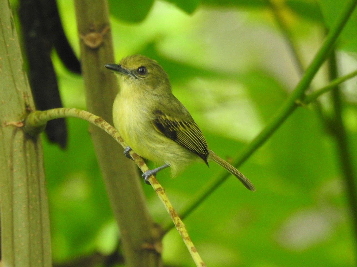 Olive-faced Flatbill - ML621125226
