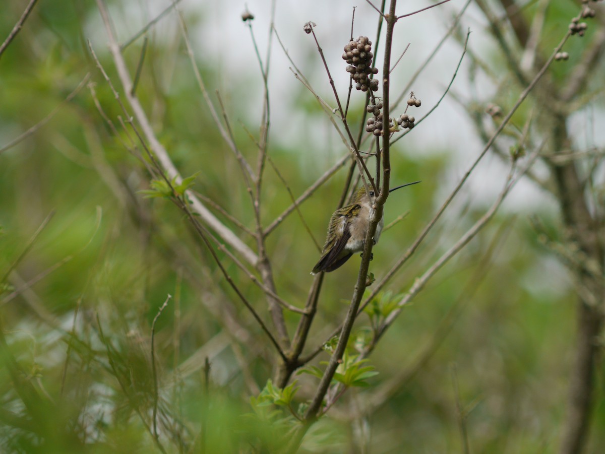 Ruby-throated Hummingbird - ML621125234