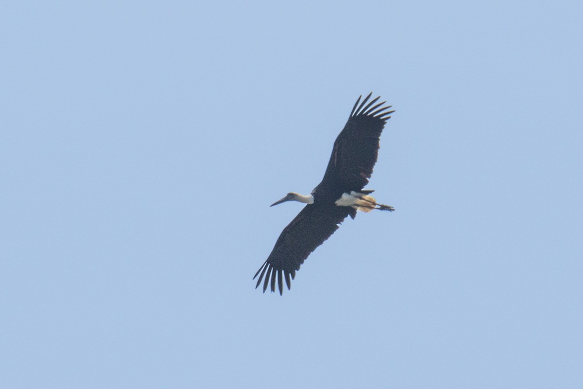 African Woolly-necked Stork - ML621125245