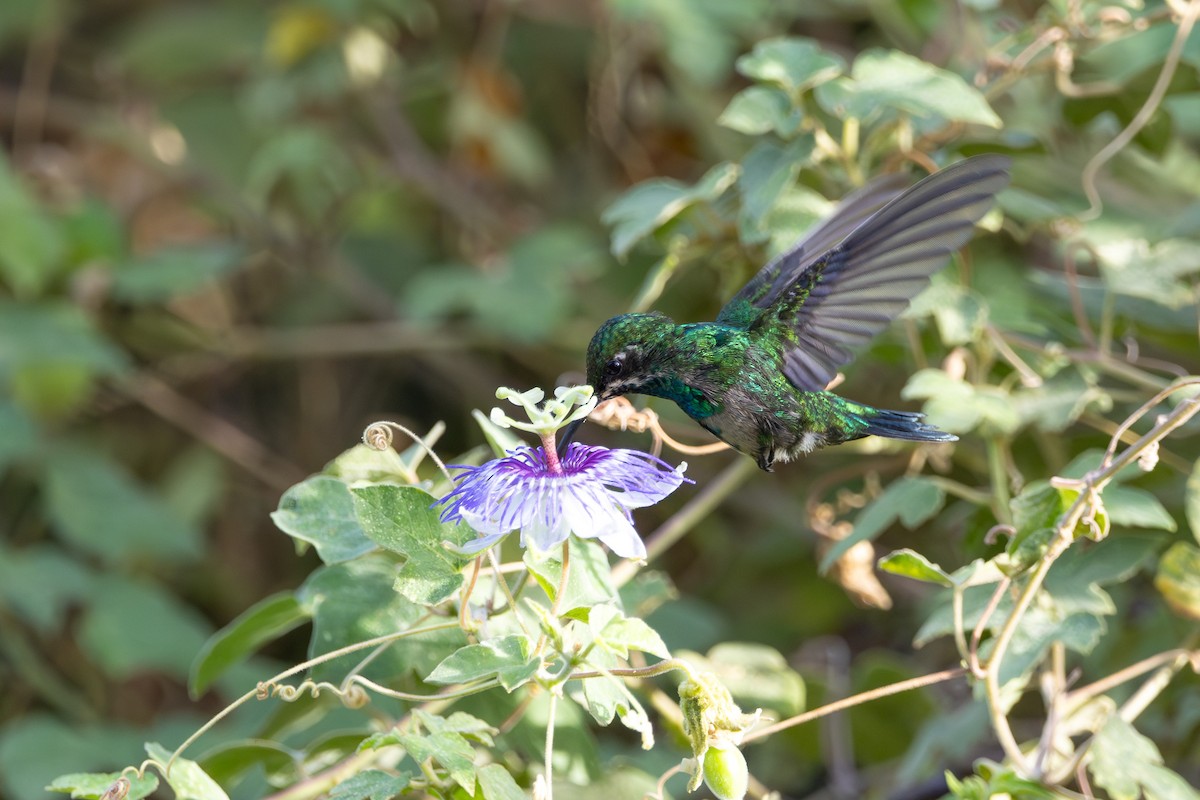 Blue-tailed Emerald - ML621125258