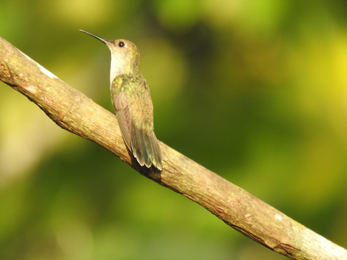 Olive-spotted Hummingbird - ML621125273