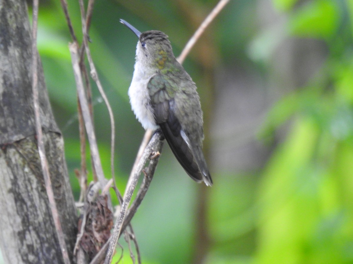 Olive-spotted Hummingbird - ML621125281